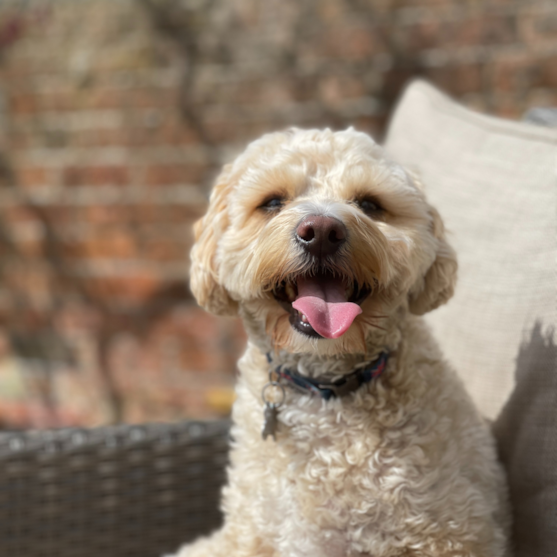 Maltipoo Breed Info Maltipoo Breed Info